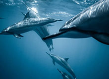 AC米兰：在红黑之间点亮生活的激情